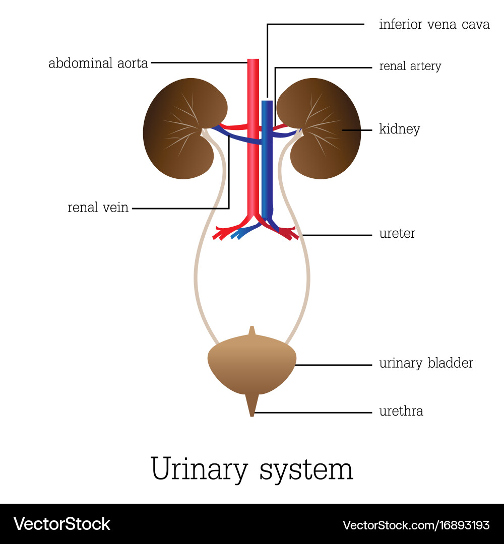 Structure and function of urinary system Vector Image
