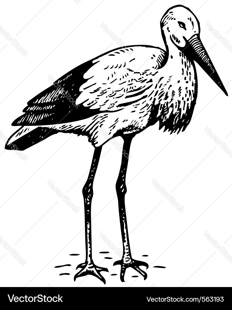 Vogel Vektorbild