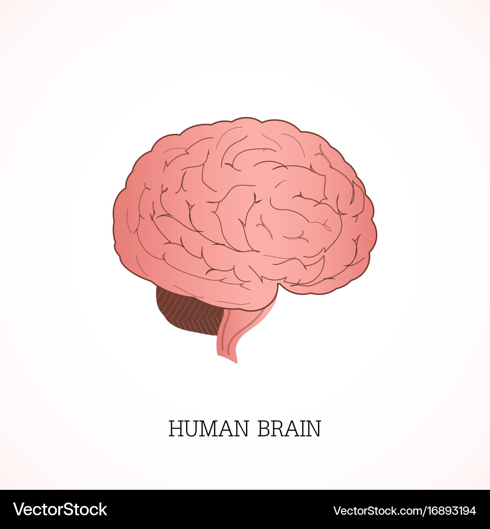 Human Brain Anatomy Diagram Royalty Free Vector Image