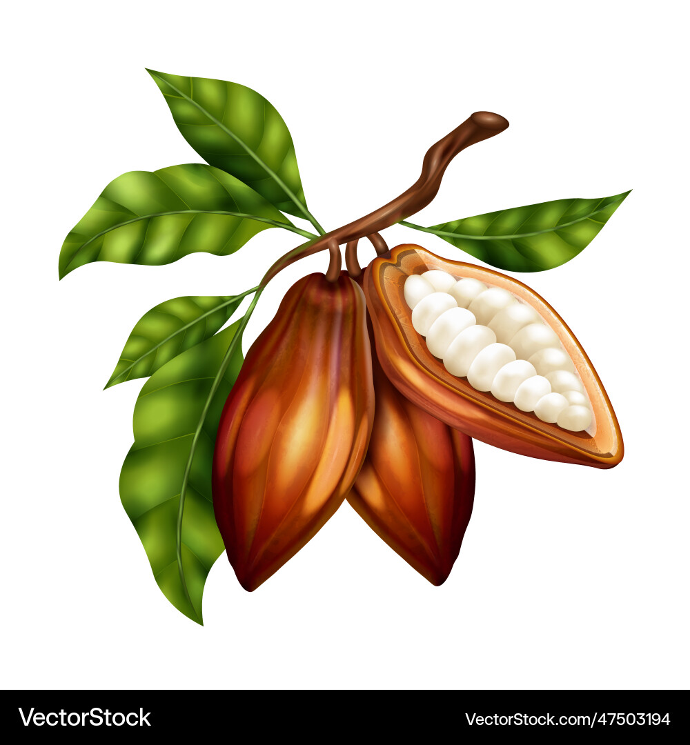 Realistic Cocoa Beans on Branch vector image