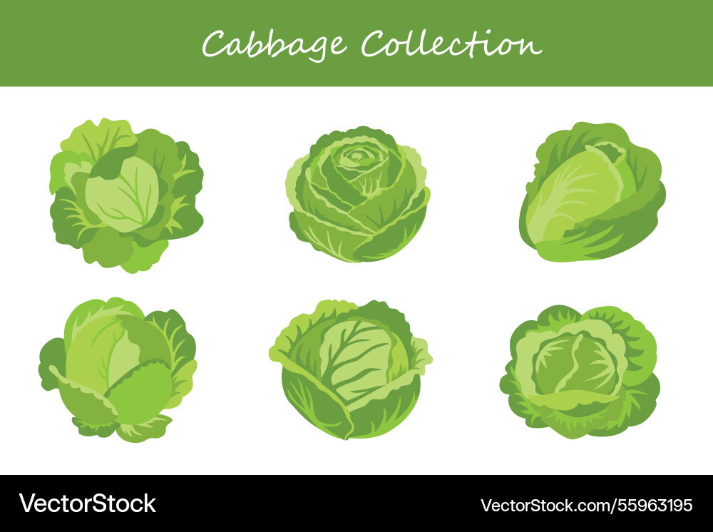 Cabbage collection in different style Vector Image