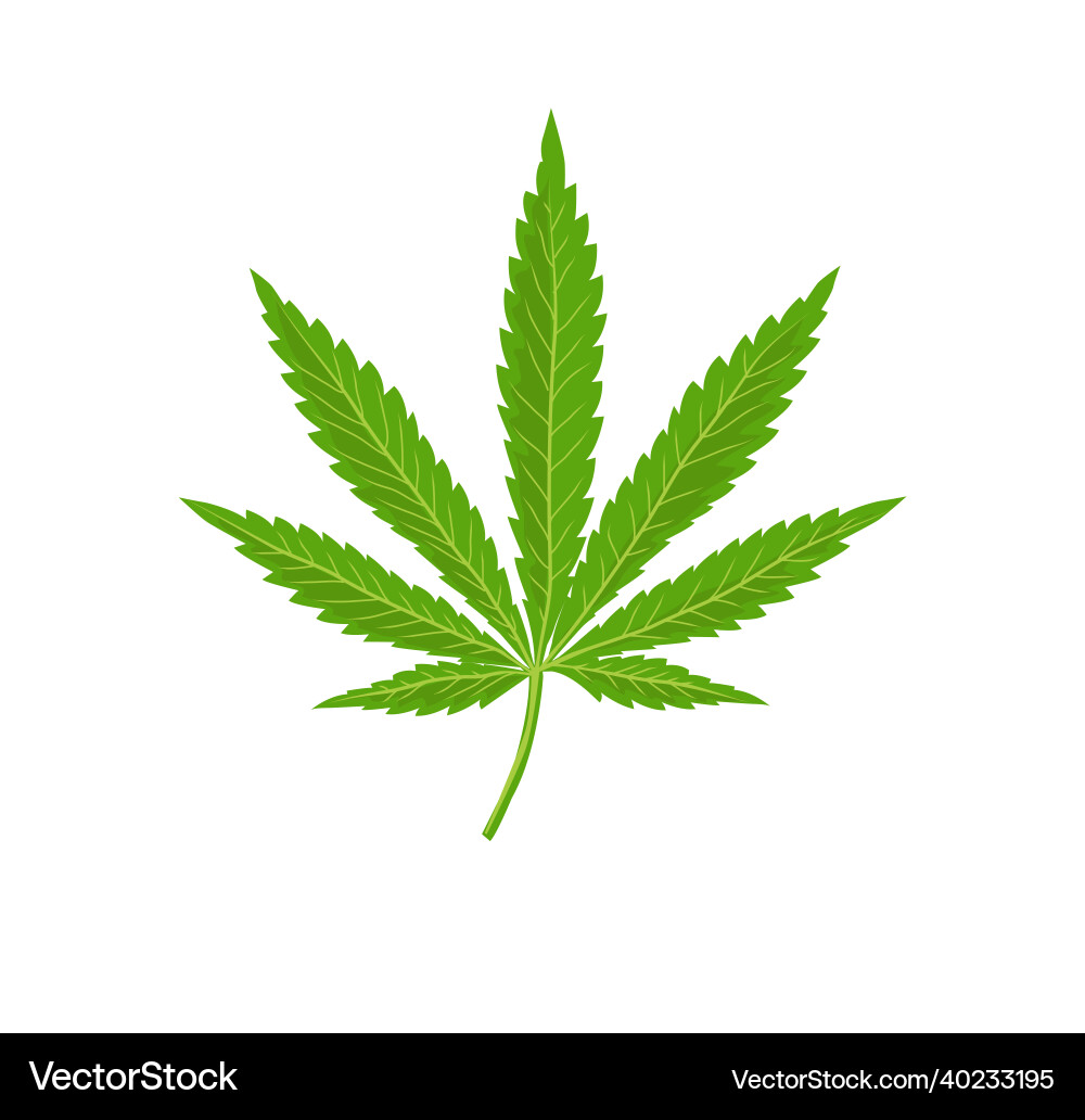 Cannabis leaf logo vector image