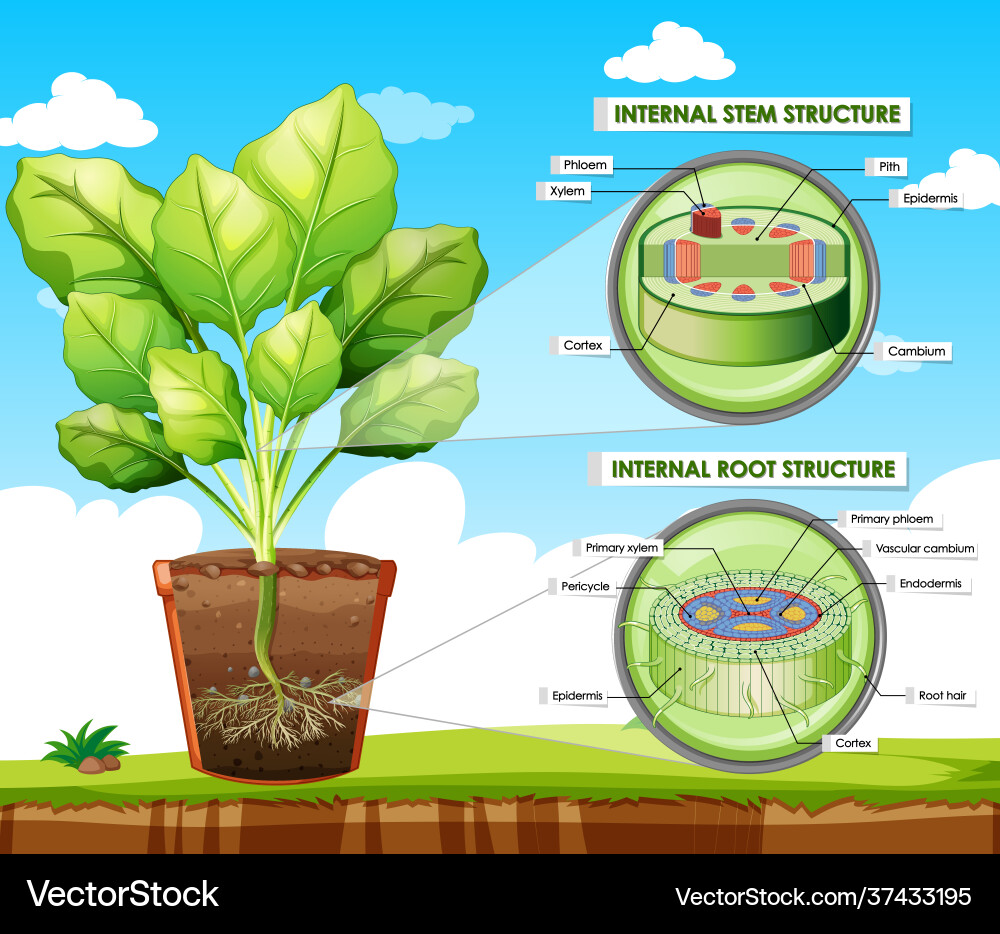 Diagram showing stem and root structure Diagram showing stem and root structure vector image