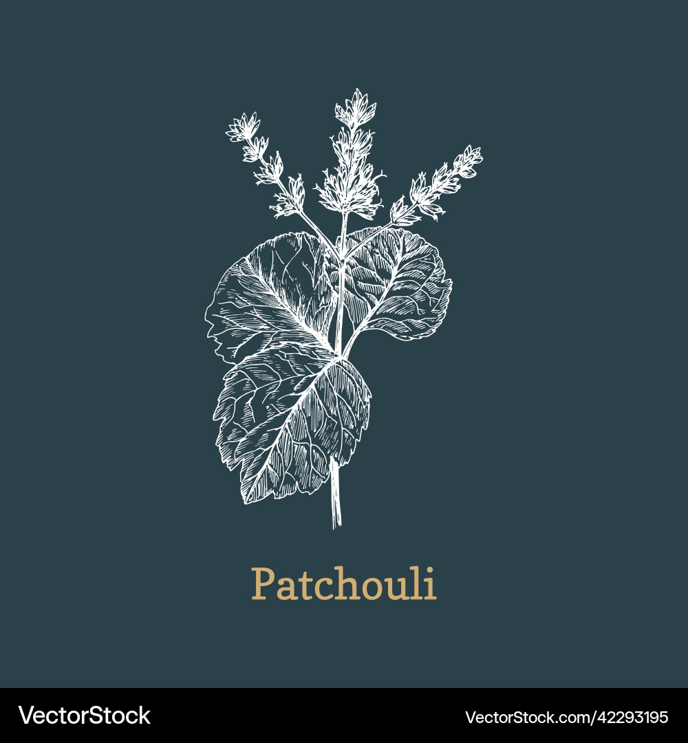 Patchouli branch sketch in design element Patchouli branch sketch in design element vector image