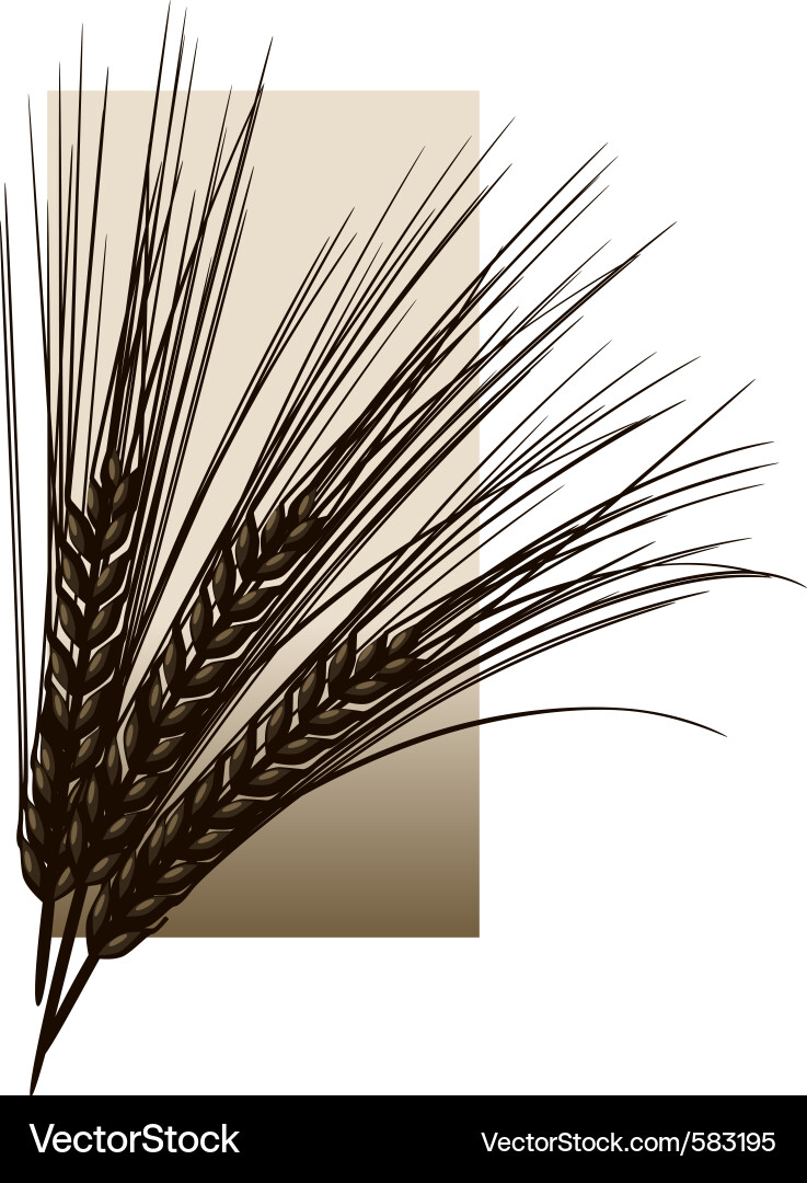 Wheat Field Background vector image