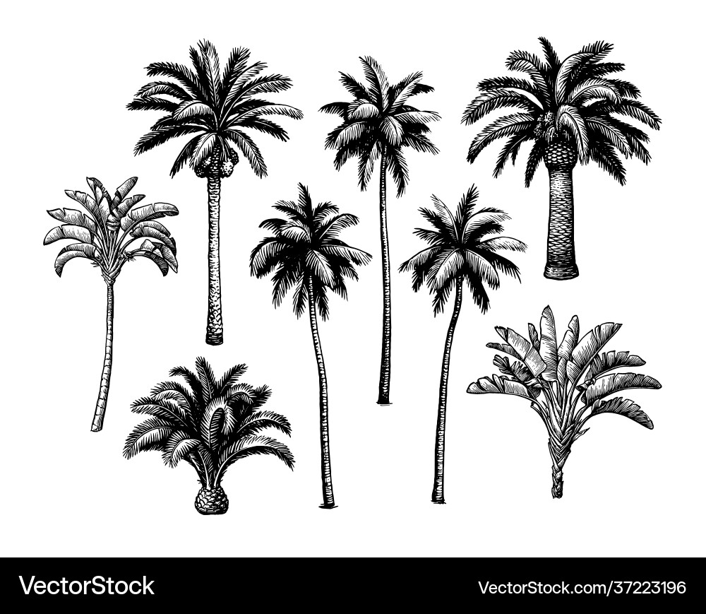 Palm Tree Sketch Set vector image