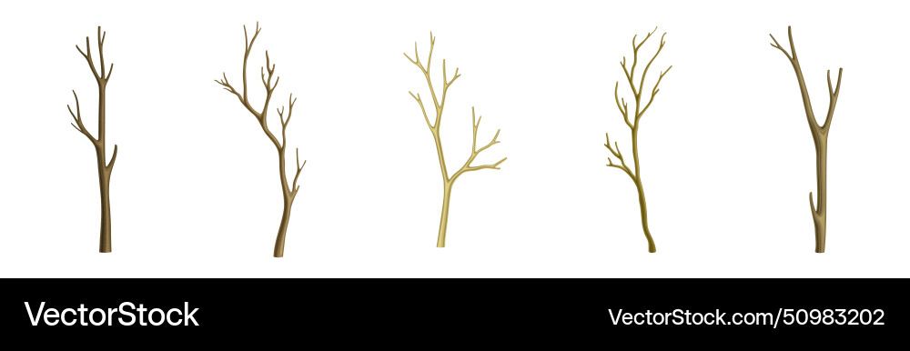 Bare tree branch with stem and limb set Bare tree branch with stem and limb set vector image