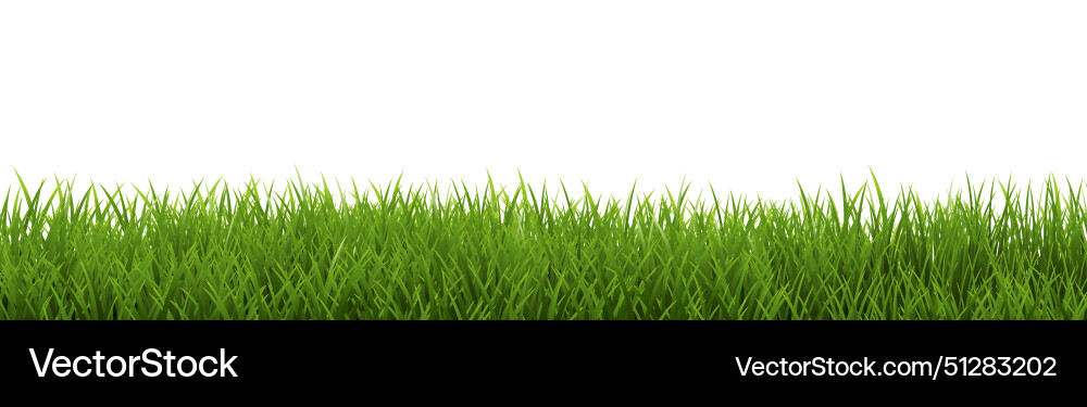 Green grass border isolated white background Vector Image