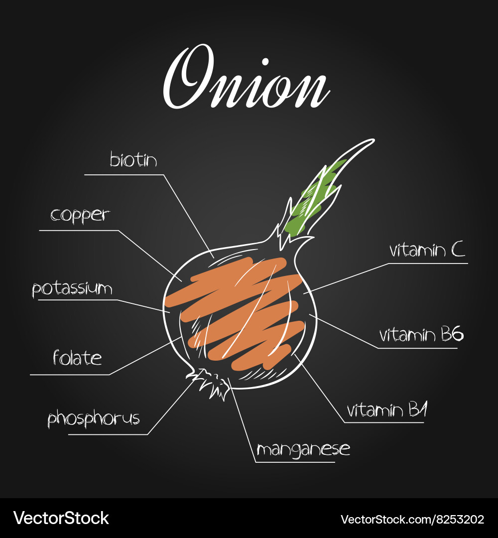Nutrients list for onion on chalkboard backdrop vector image