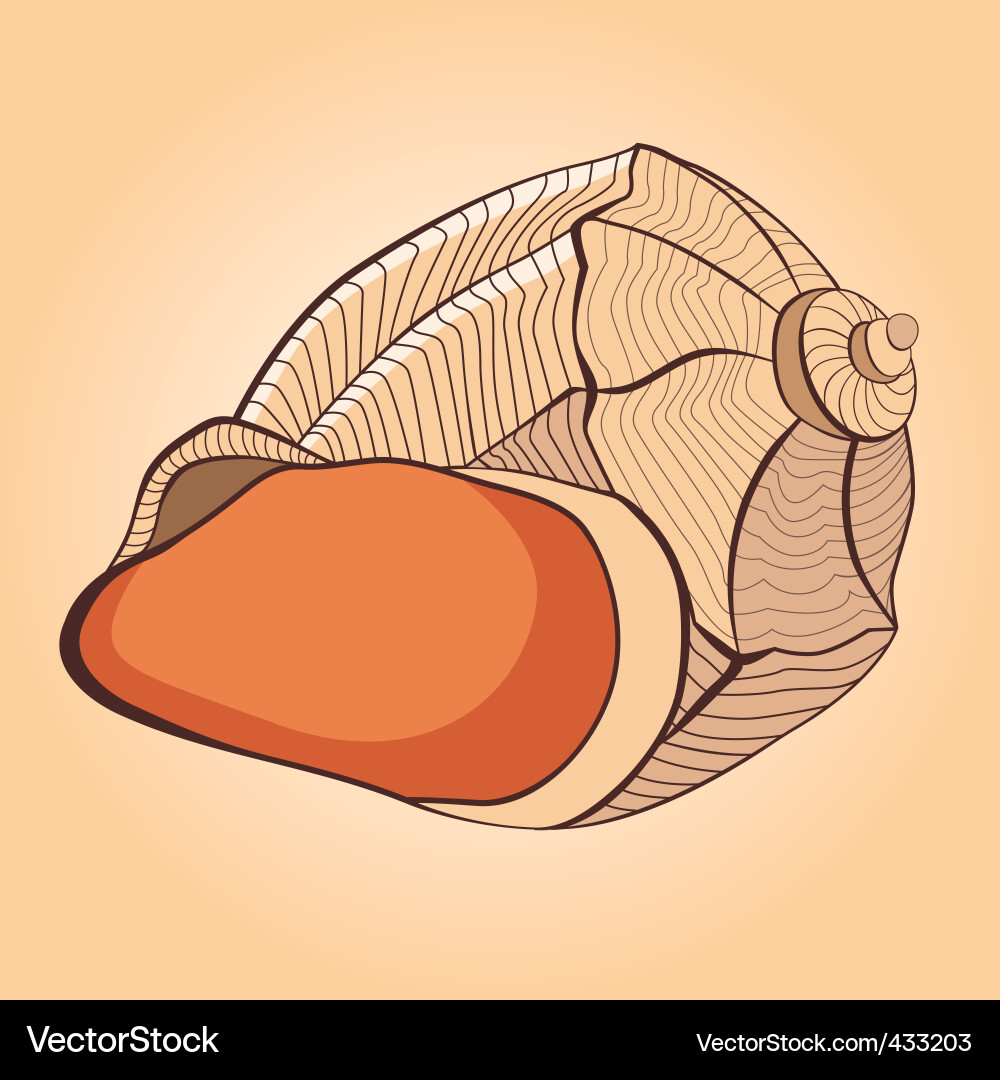 Shell image vector image