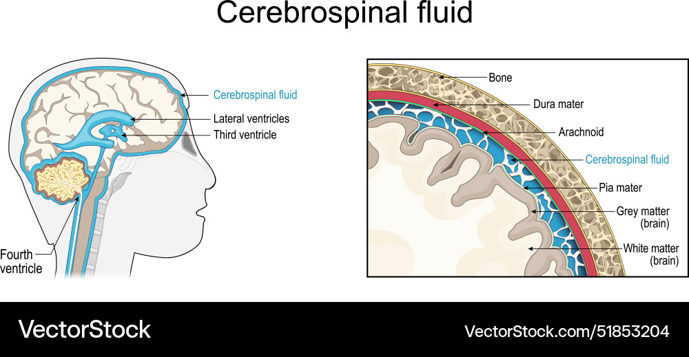 Cerebrospinal fluid cross section of a human Vector Image