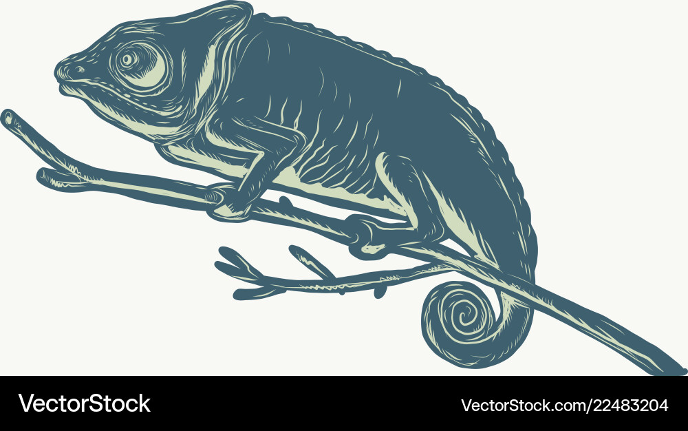 Scratchboard Chameleon on Branch Vector Image