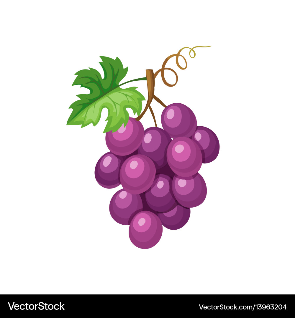 Violet Grape Icon vector image