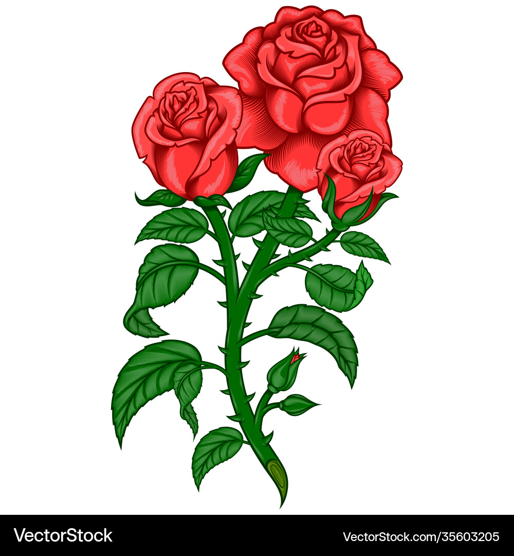 Design a bouquet roses with leaves stem Vector Image