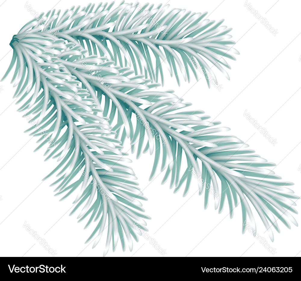 Lightgreen fir tree branch Vector Image