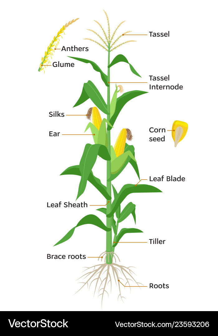 Maize plant diagram infographic elements Maize plant diagram infographic elements vector image