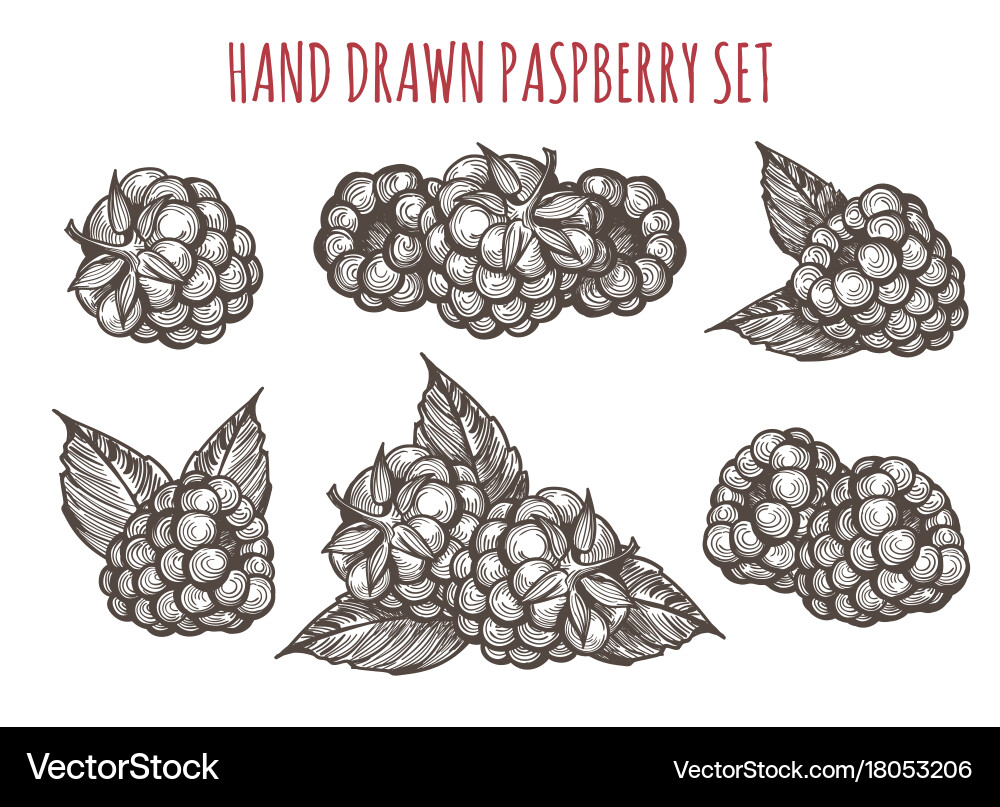 Sketch style raspberry icons set vector image