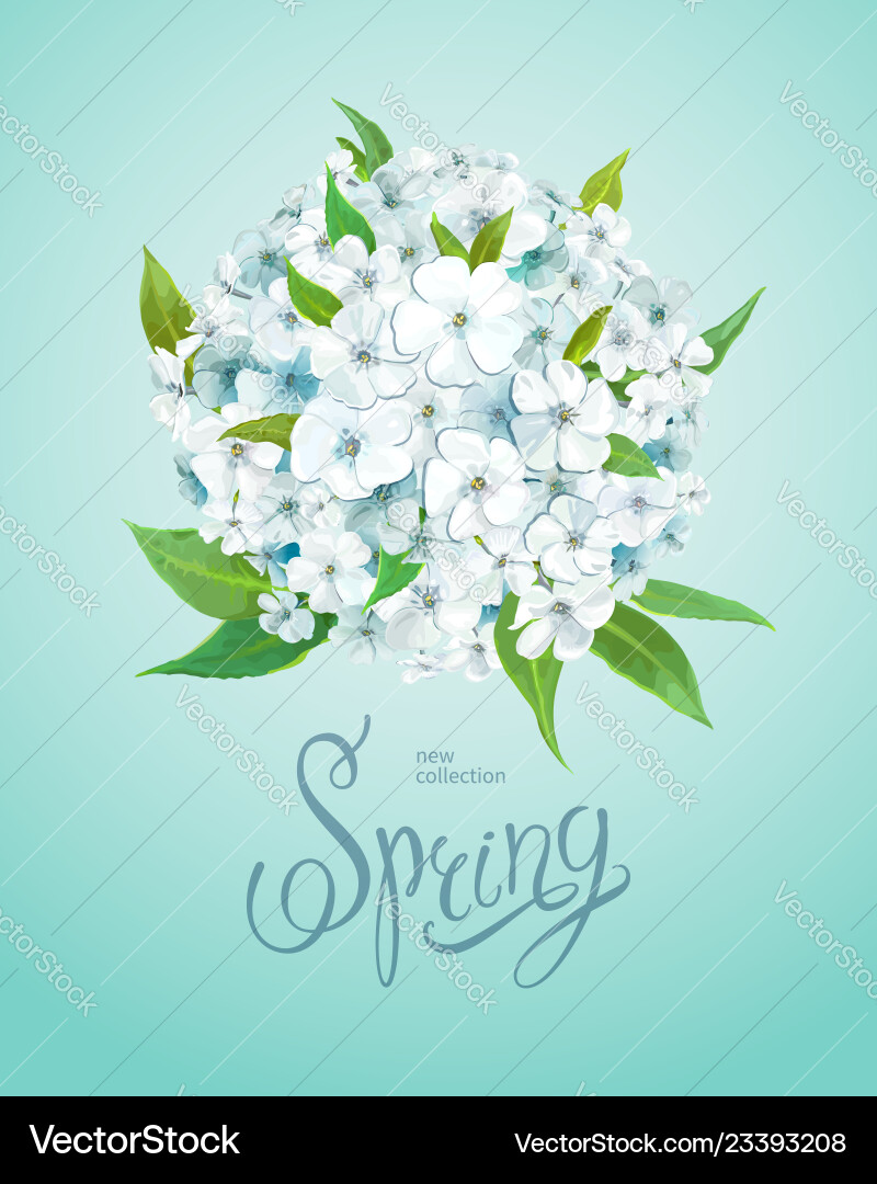 Frühling Hintergrund mit Phlox Frühling Hintergrund mit Phlox vektorbild