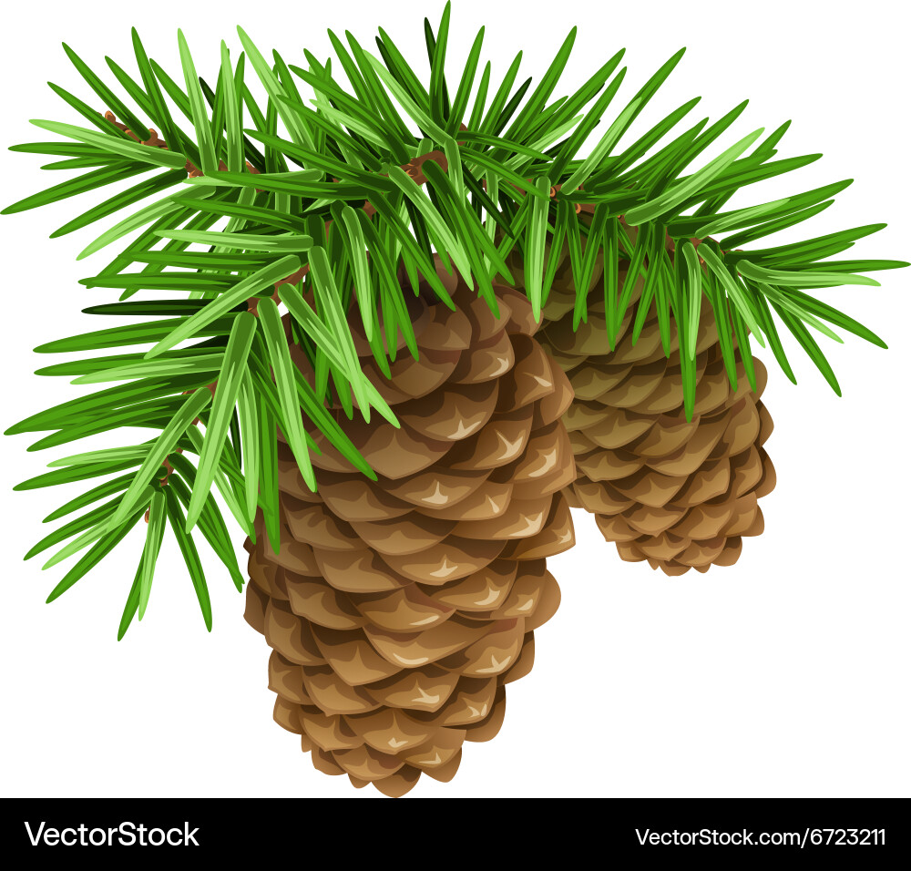 Pine branches with cones vector image