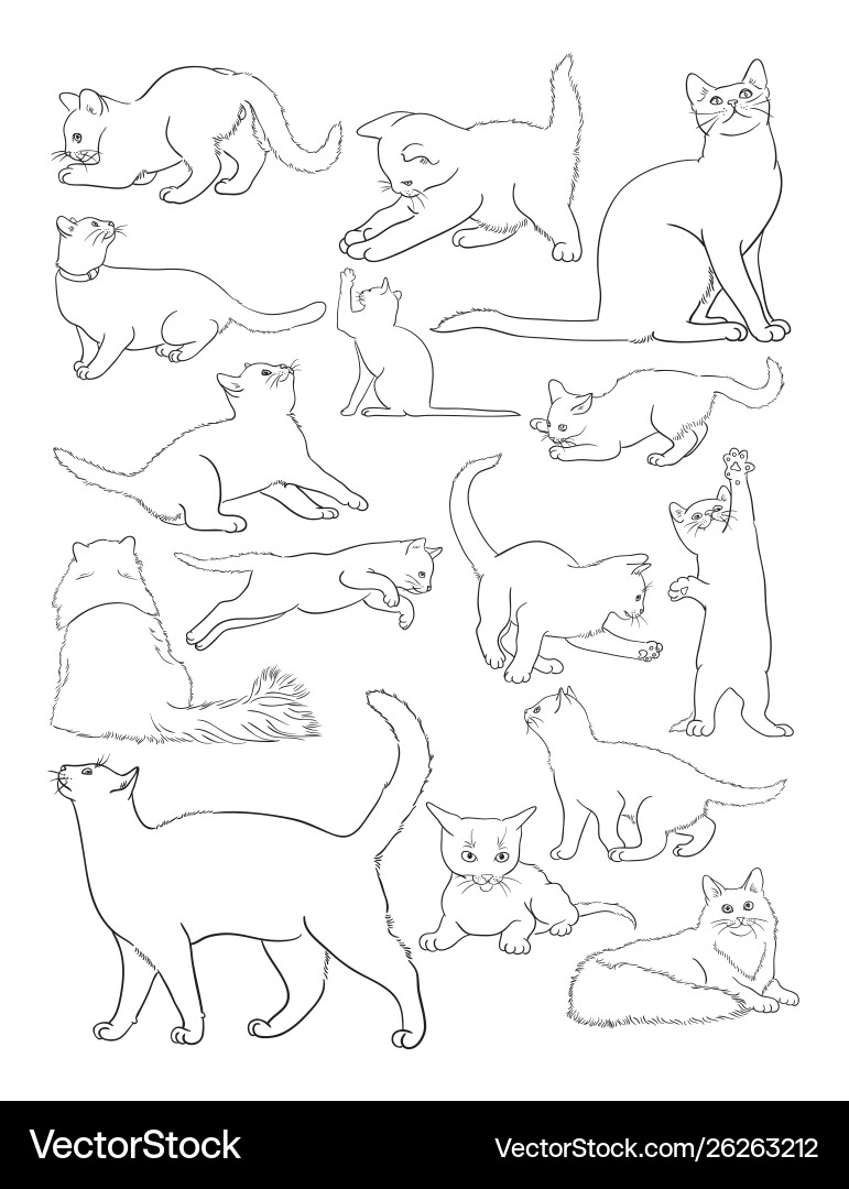 Cat line art vector image