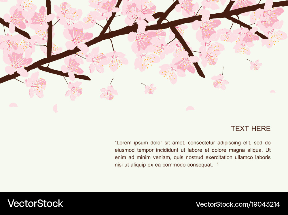 Cherry blossom card Vector Image