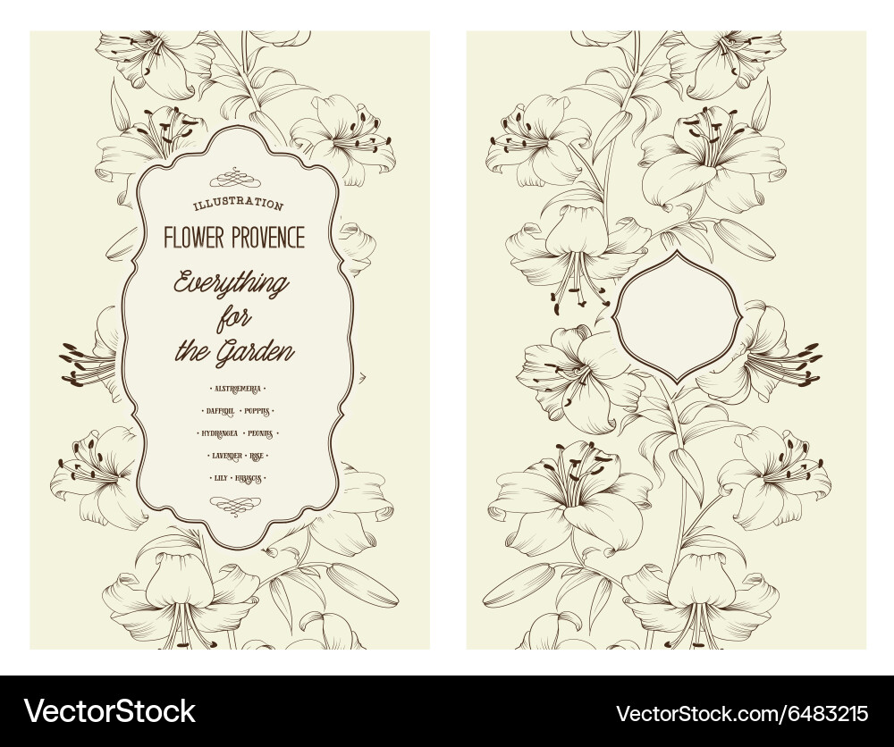 Lily spring flowers Royalty Free Vector Image - VectorStock