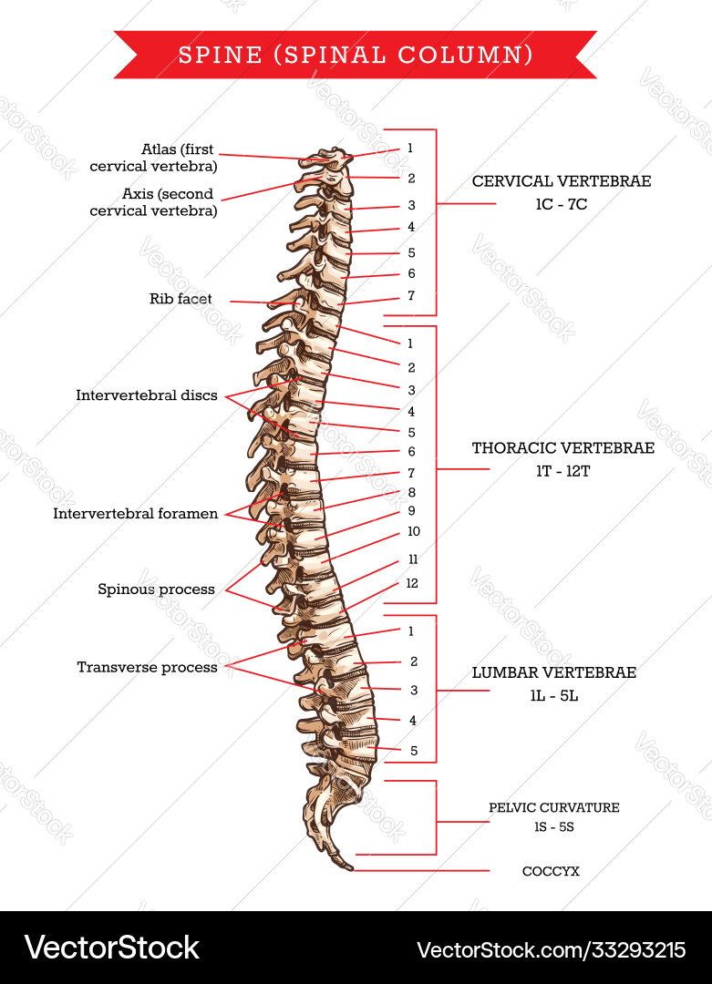 Spine bones anatomy sketch backbone Royalty Free Vector