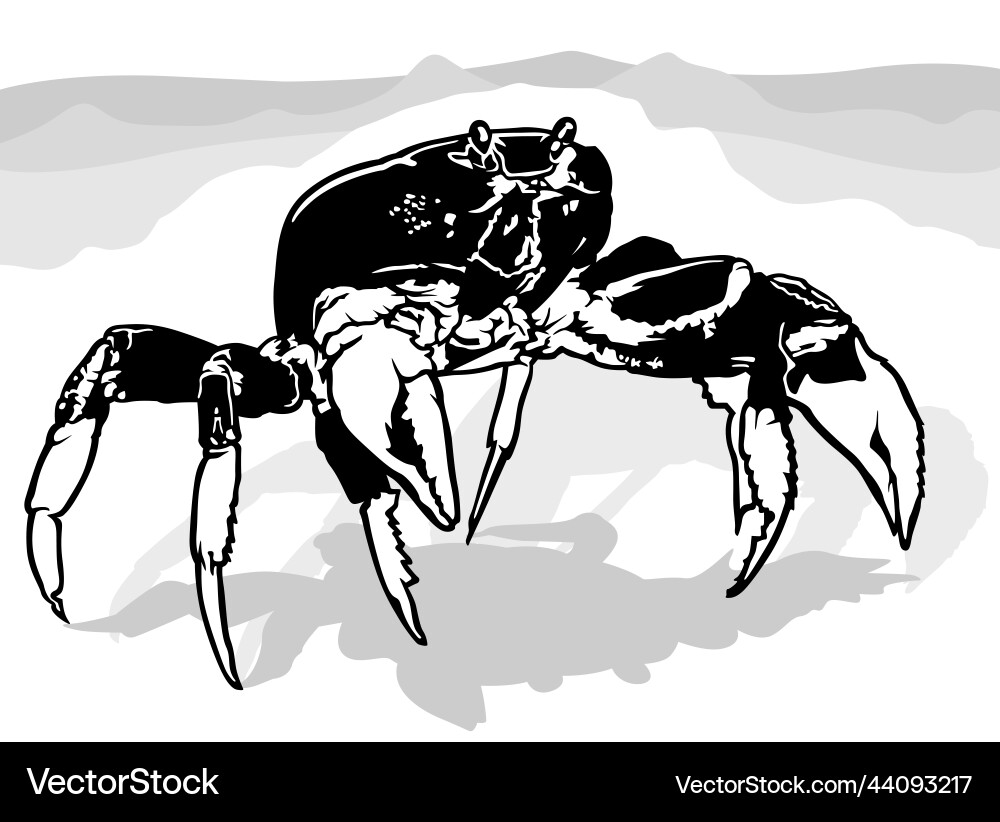 Drawing of a large crab from front view Vector Image