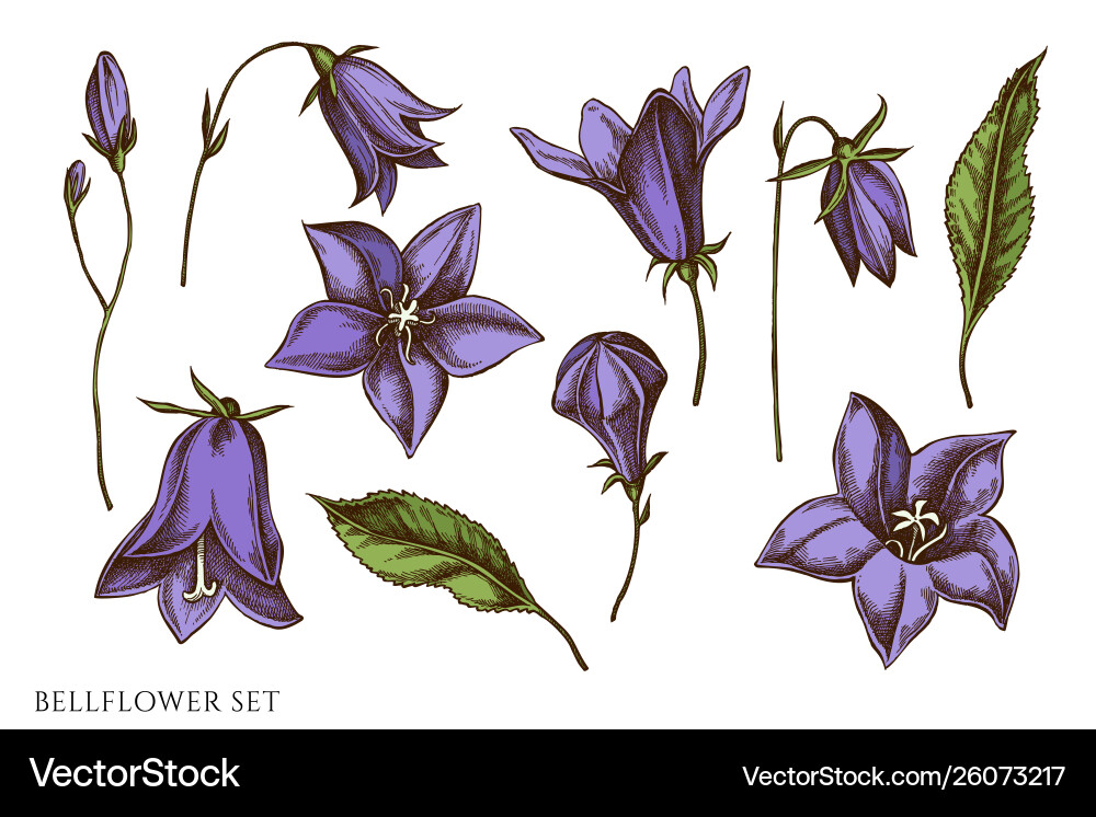 Set hand drawn colored bellflower Set hand drawn colored bellflower vector image