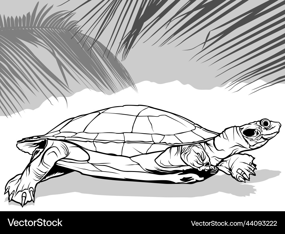 Drawing of amazon river turtle from side view vector image