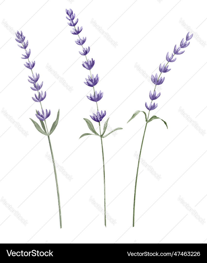 Lavendel Blumen Aquarell Set Hand gezogen Lavendel Blumen Aquarell Set Hand gezogen vektorbild