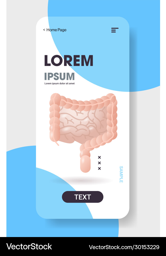 Human large and small intestine digestive system Human large and small intestine digestive system vector image