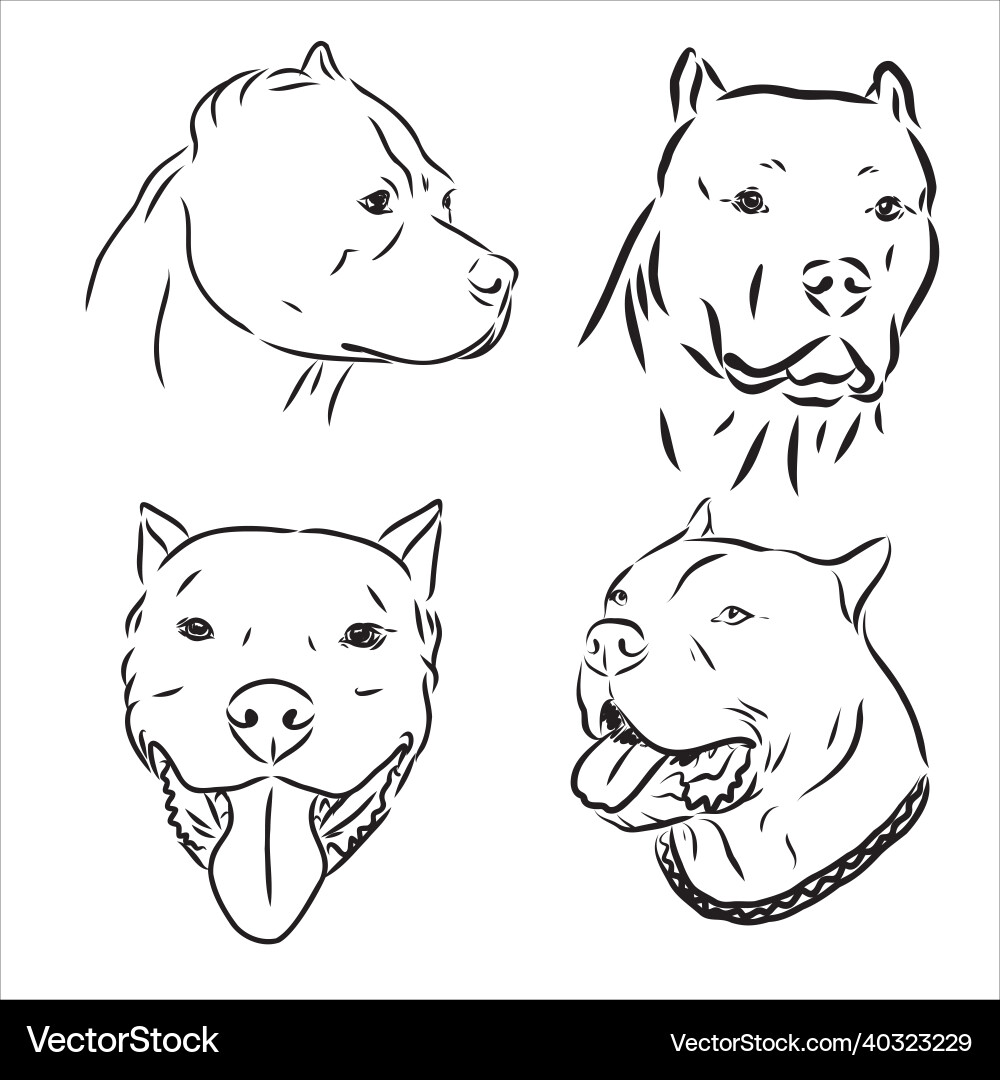Pitbull Terrier Sketch vector image