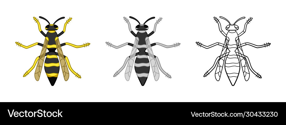 Top view wasps set in different styles isolated Vector Image