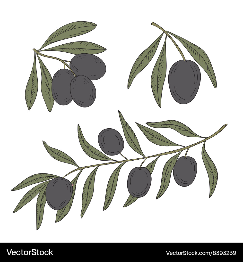 Branch of olive tree on a white background Vector Image