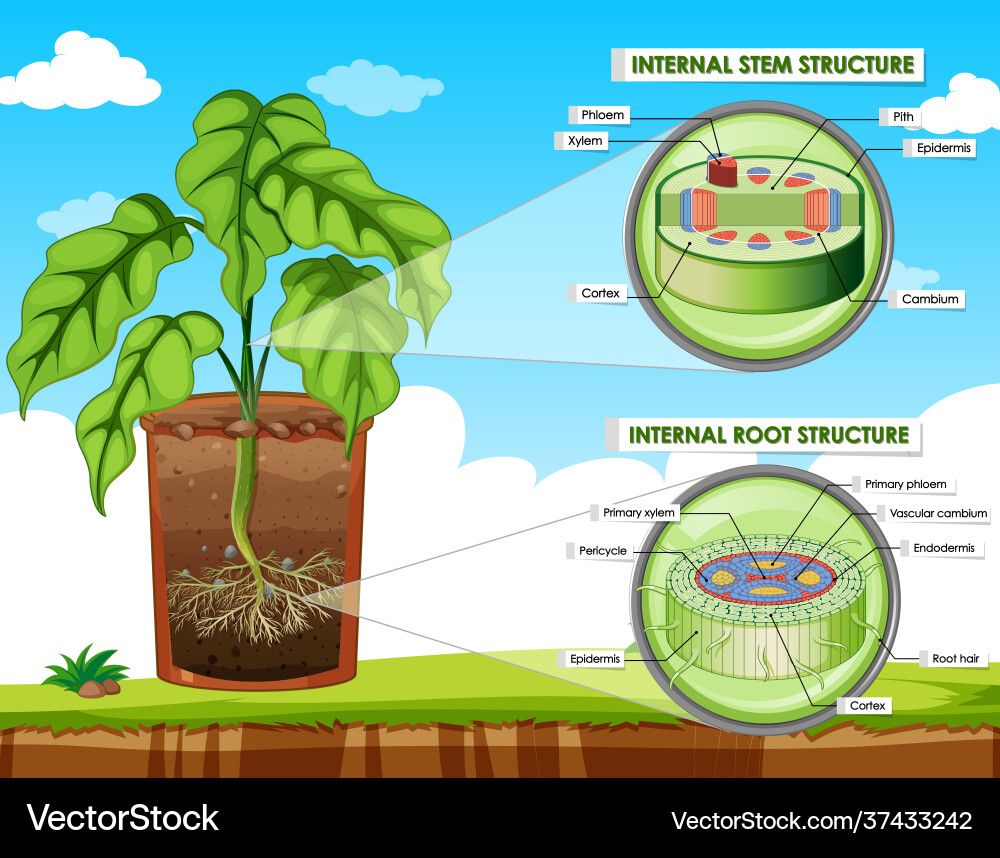 Diagram showing stem and root structure Diagram showing stem and root structure vector image