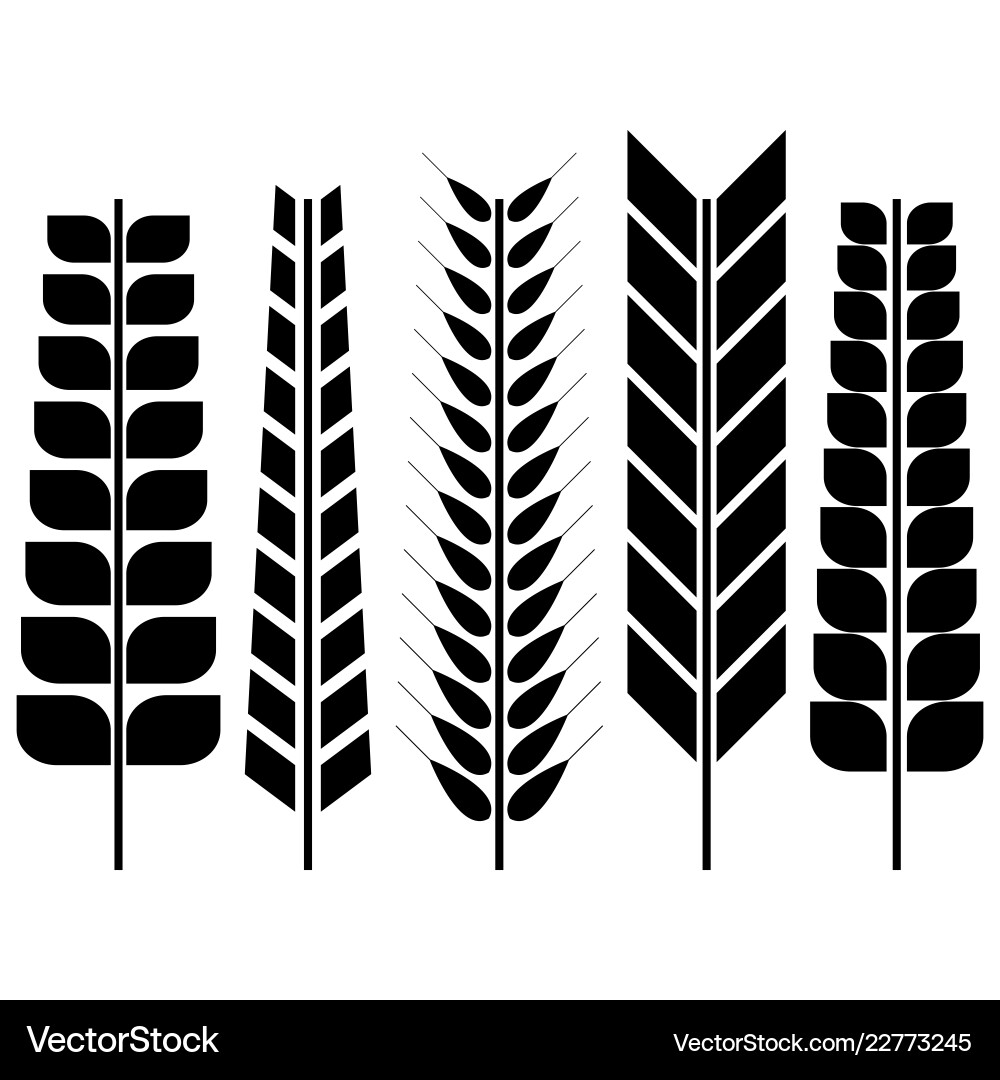 Set of various wheat spikelets Set of various wheat spikelets vector image
