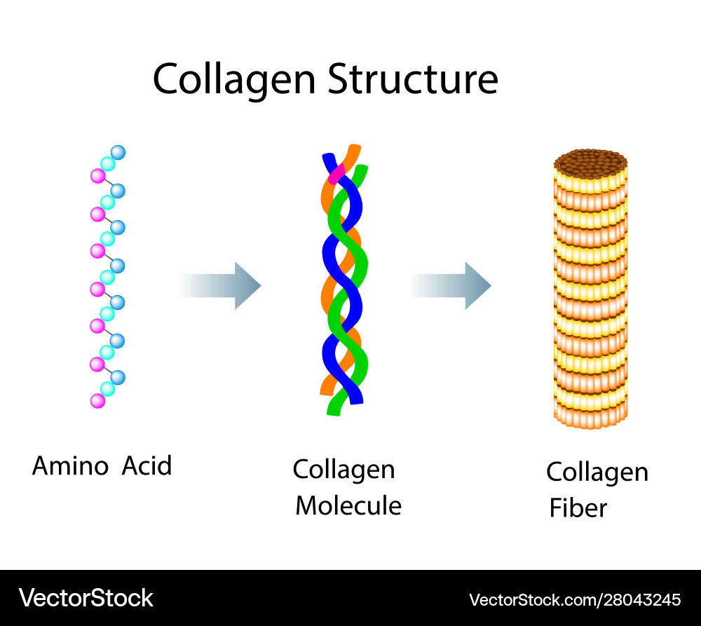 With collagen structure vector image