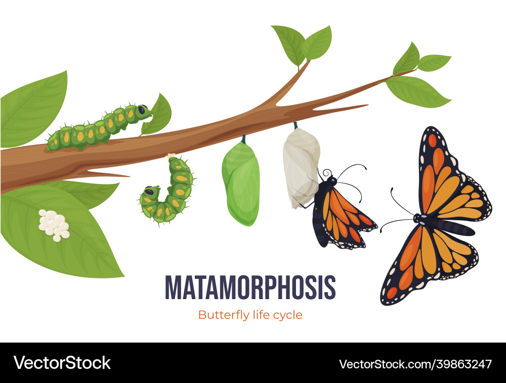 Cartoon butterfly life cycle metamorphosis