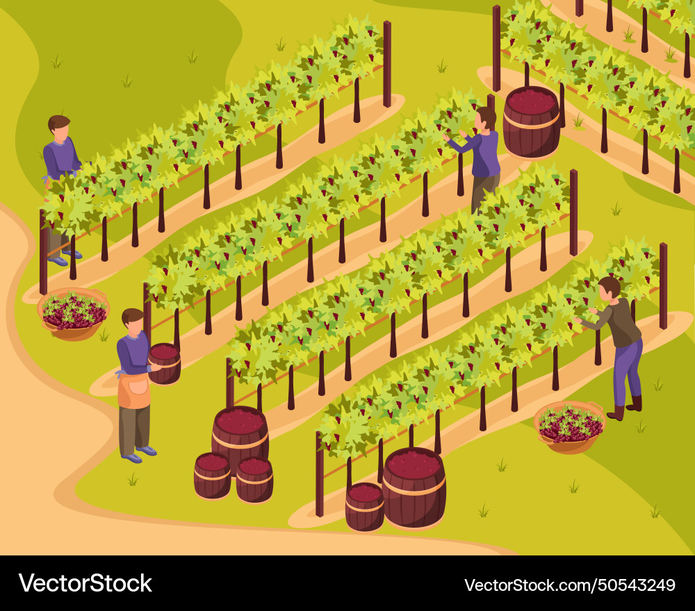 Wine production background Royalty Free Vector Image