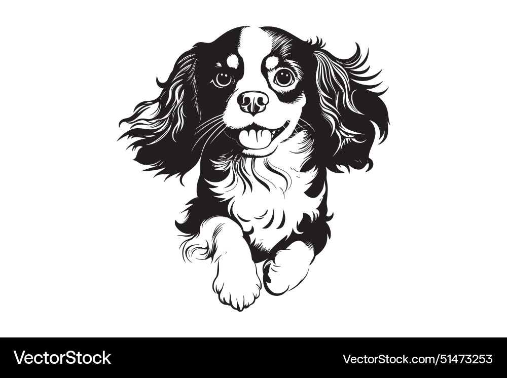 Cavalier king charles spaniel Cavalier king charles spaniel vector image