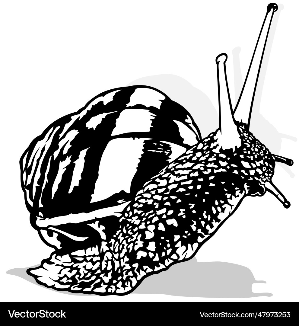 Drawing of a snail with shell vector image