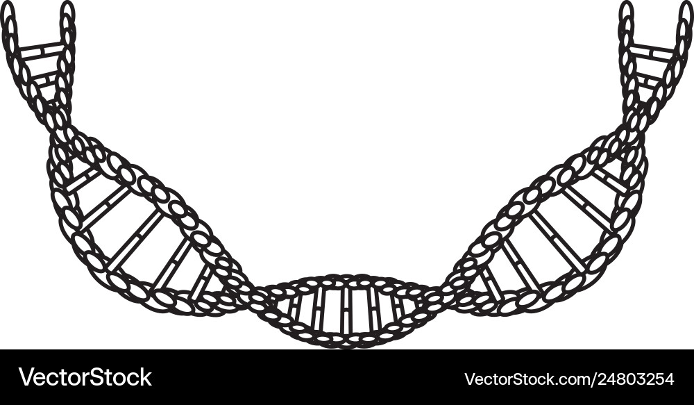 Dna chain with curve science icon Dna chain with curve science icon vector image