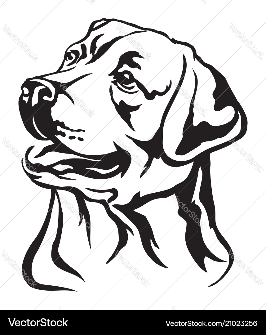 Elegant Labrador Portrait vector image
