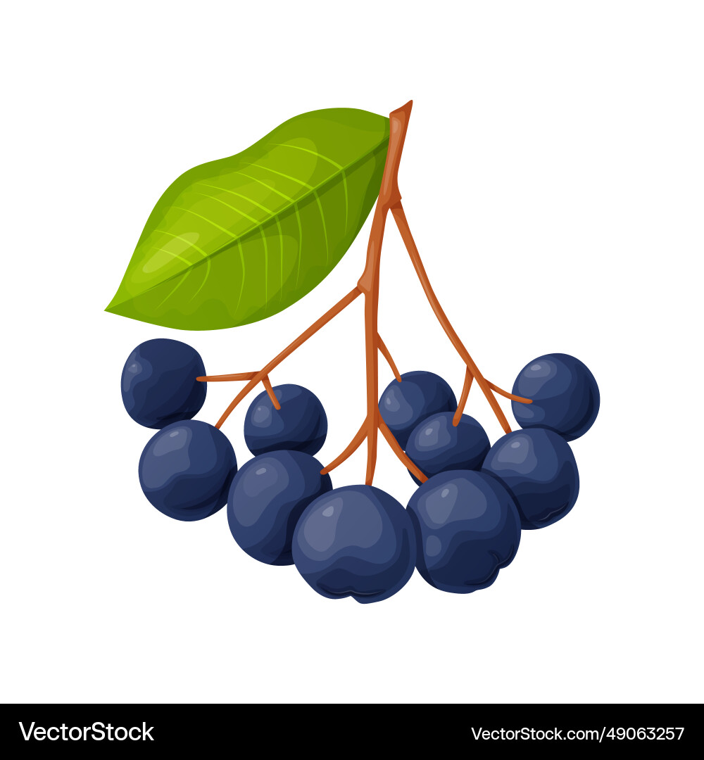 Blaue Chokebeere Beere im Cartoon-Stil Pflanzenfutter Blaue Chokebeere Beere im Cartoon-Stil Pflanzenfutter Vektorbild