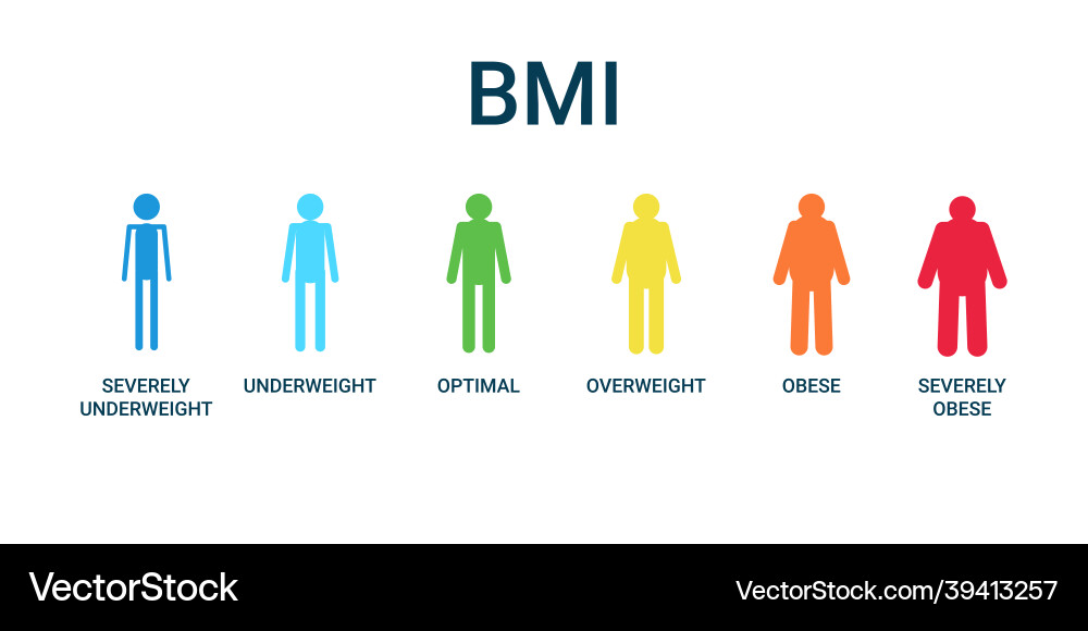 Bmi categories chart body mass index and scale vector image