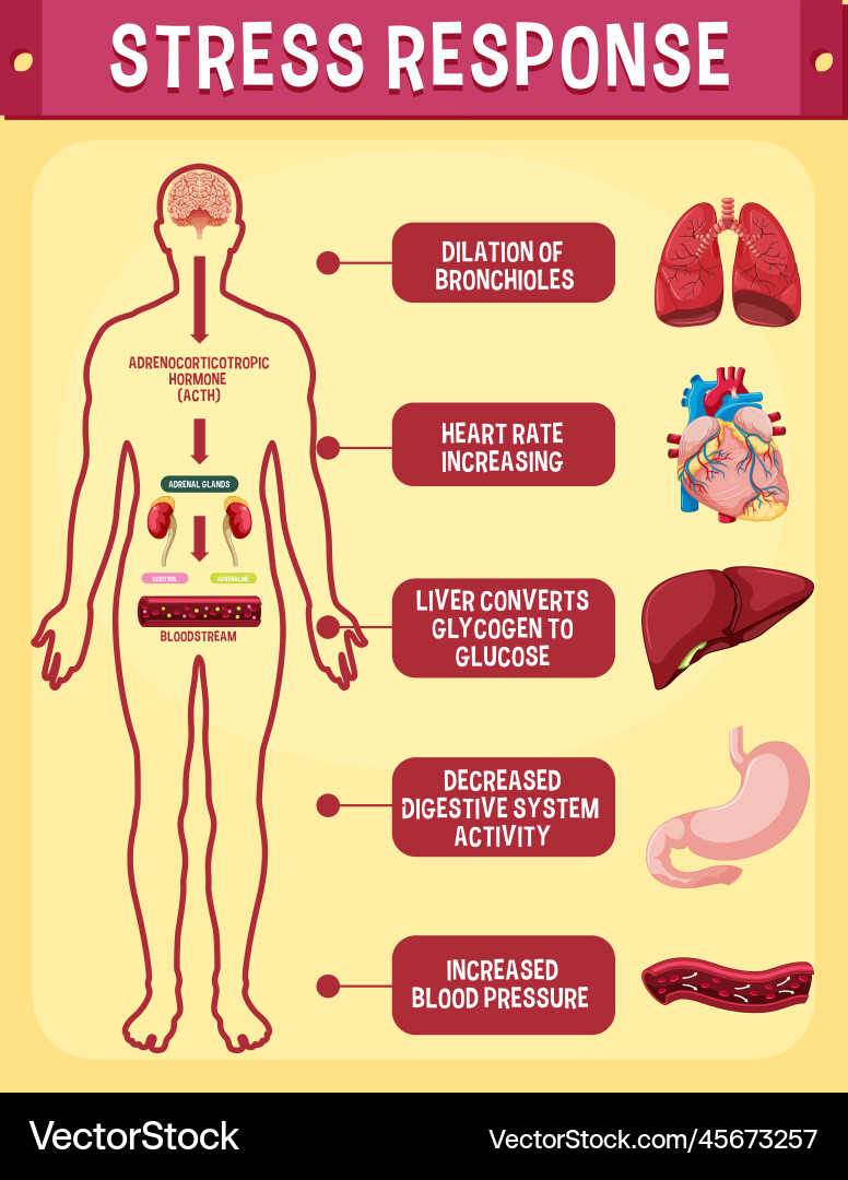 Stress response system scheme Stress response system scheme vector image