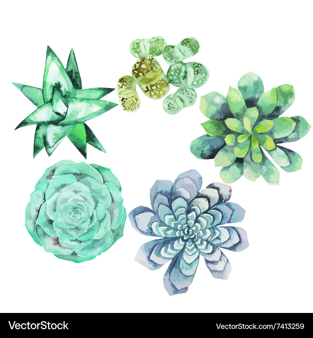 Watercolor Succulents Vector Image