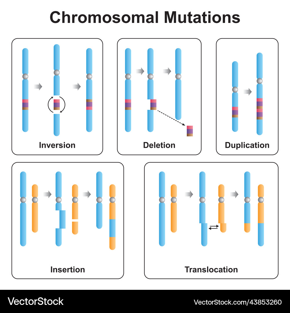 Chromosomal Mutation Types – Royalty-Free Vector | VectorStock