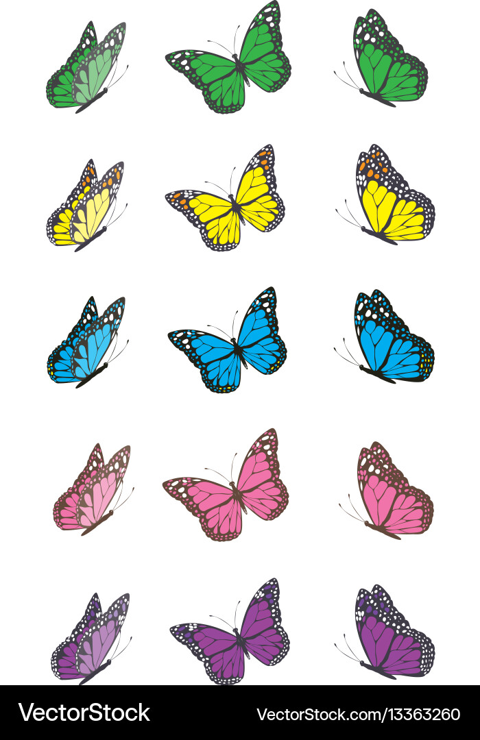 Colorful Butterfly Wing Set Vector Image